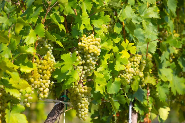 Druif Wijn Palava Wijngaarden Zuid Moravische Wijn Regio Tsjechië — Stockfoto