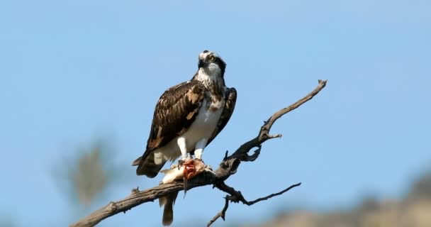 Ptak Jastrząb Osprey Lub Morze Caughted Ryby Gałęzi Pilanesberg Safari — Wideo stockowe