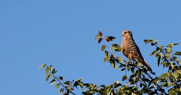 Büyük kerkenez (Falco rupicoloides) bir ağaçta, etkin, Namibya safari yaban hayatı tünemiş