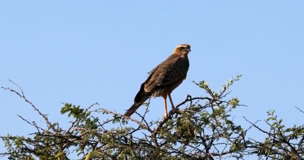 Cometa Negra Halcón Halcón Ave Rapaz Árbol Etosha Namibia África — Vídeos de Stock