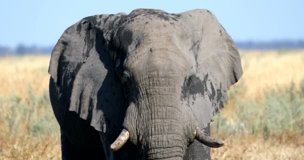 Majestatycznym Dziki Słoń Afrykański Savuti Chobe Gra Rezerwy Botswana Afryki — Wideo stockowe