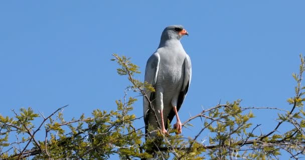 Bird Prey Blady Śpiewanie Ptak Jastrząb Wznosi Się Gałęzi Akacji — Wideo stockowe