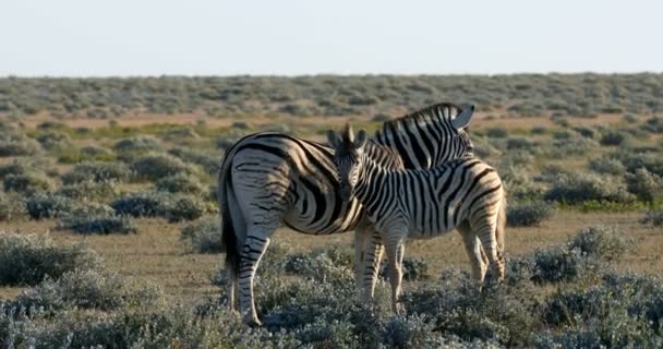 Burchells Zebra Nel Bush Africano Parco Nazionale Etosha Vegetazione Verde — Video Stock