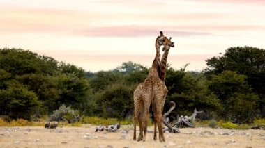 İki sevimli zürafalar etkin, Namibya safari vahşi yaşam Afrika aşık