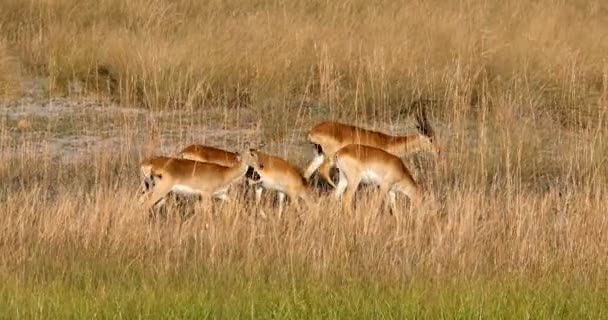 Rebanho de lechwe vermelho do sul, Namíbia África safari vida selvagem — Vídeo de Stock