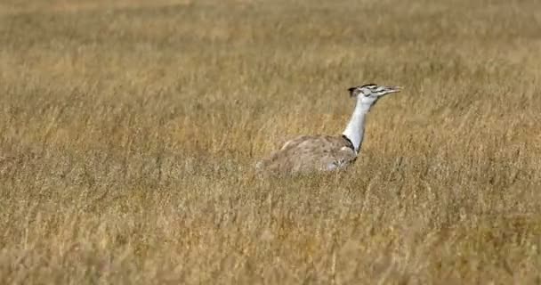 Kori Bustard en arbusto africano, África, Namibia — Vídeos de Stock