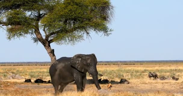 アフリカ野生動物サファリ、チョベ、ボツワナの象. — ストック動画