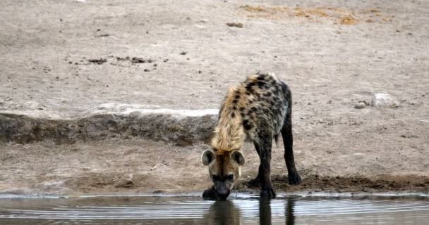 Gefleckte Hyänen trinken, Etoscha, namibia africa Safari Wildtiere — Stockvideo