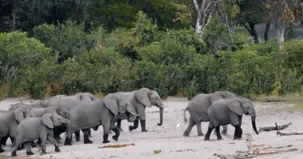 Afrikansk elefant, Bwabwata Namibia, Afrika safari wildlife — Stockvideo