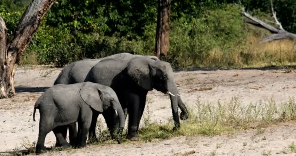 Αφρικανικός ελέφαντας, Bwabwata στη Ναμίμπια, Αφρική σαφάρι άγριας φύσης — Αρχείο Βίντεο