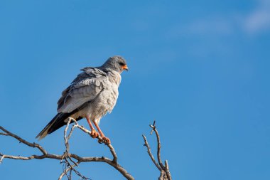 Orta boy bir yırtıcı kuş, soluk ilahi çakır kuşu dikenli akasya dalı etkin, Namibia, Afrika yaban hayatı üzerinde tünemiş