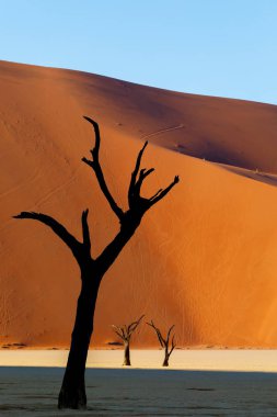 çok güzel bir sabah ölü Vlei manzara, Namib Çölü, ölü akasya ağacı mavi gökyüzü, Namibya Sossusvlei, Afrika vahşi manzara ile Vadisi'nde renklerini