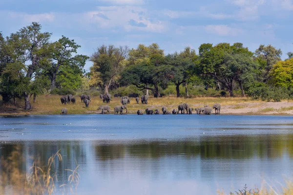 Стадо Африканских Слонов Младенцами Loxodonta Выходит Водопоя Bwabwata Caprivi Полоса — стоковое фото