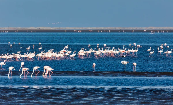 Walvis Bay Rezervasyon Namibya Afrika Safari Yaban Hayatı Güzel Pembe — Stok fotoğraf