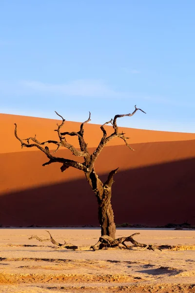 Mooie Avond Kleuren Van Verborgen Dead Vlei Landschap Namibwoestijn Dode — Stockfoto