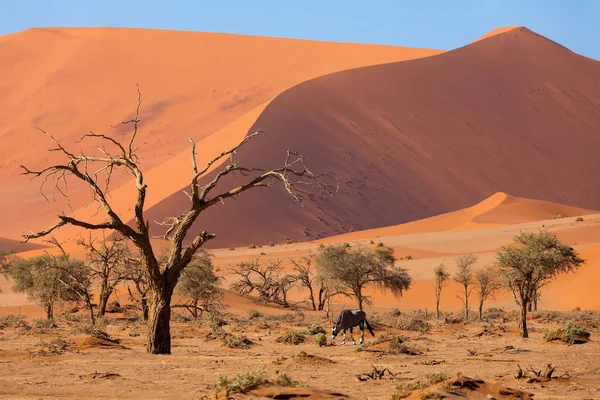 숨겨진된 Vlei의 아카시아 오릭스 나미비아 아프리카 야생와 계곡에서 — 스톡 사진