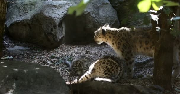 Maanden Oude Speelse Baby Kitten Van Kat Luipaard Van Sneeuw — Stockvideo