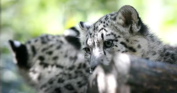 4Měsíční Hravé Dítě Kotě Kočky Snow Leopard Irbis Uncia Unca — Stock video