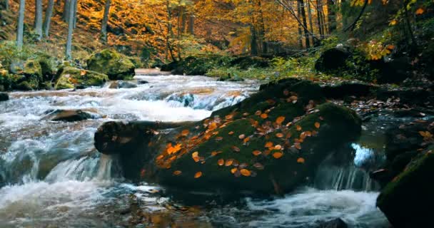捷克共和国山区野生河流 Doubrava 山谷在美丽的秋天秋天颜色 — 图库视频影像