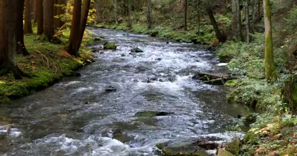 Berg Wilde Rivier Doubrava Tsjechië Vallei Mooie Herfst Herfst Kleuren — Stockvideo