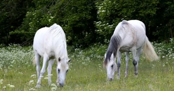 Caballo Blanco Pastando Prado Primavera — Vídeo de stock