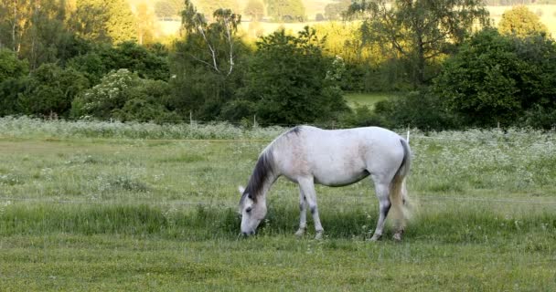 Caballo Blanco Pastando Prado Primavera — Vídeo de stock