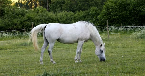 Caballo Blanco Pastando Prado Primavera — Vídeo de stock