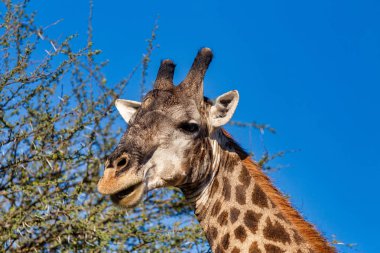 Afrika çalılıklarında güzel Güney Afrika zürafasının ayrıntıları, Moremi Game rezervi Botswana, Afrika safarisi vahşi yaşam