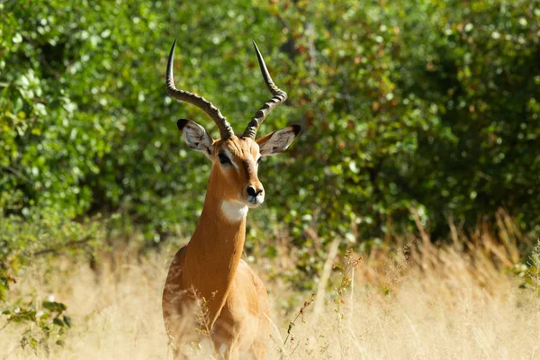 Αρσενικό Impala Αντιλόπη Μποτσουάνα Αποθεματικό Παιχνίδι Moremi Αφρική Άγριας Ζωής — Φωτογραφία Αρχείου