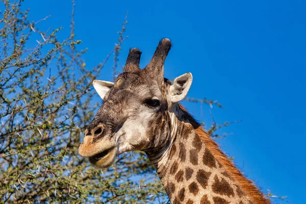 アフリカの茂みの中の美しい南アフリカのキリン モレミゲームリザーブボツワナ アフリカサファリ野生動物 — ストック写真