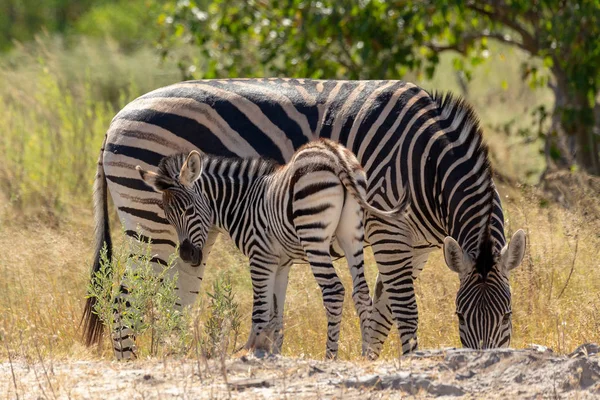 Cebra Con Ternera Linda Arbusto Africano Reserva Caza Moremi Botswana — Foto de Stock