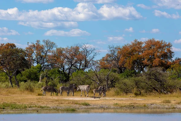 Зебры Африканских Кустах Водопое Мореми Игровой Заповедник Ботсвана Африка Сафари — стоковое фото