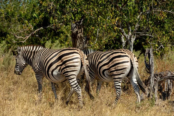 Afrika Bush Zebras Moremi Oyun Rezerv Botswana Afrika Safari Yaban — Stok fotoğraf