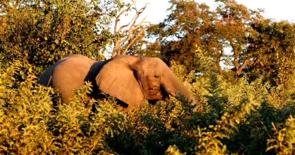 Величественный Дикий Африканский Слон Заповеднике Чобе Цветами Заката Ботсвана Дикая — стоковое видео