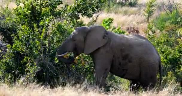 ピラネスバーグゲームリザーブの雄大な野生のアフリカゾウ 南アフリカの野生動物サファリ — ストック動画