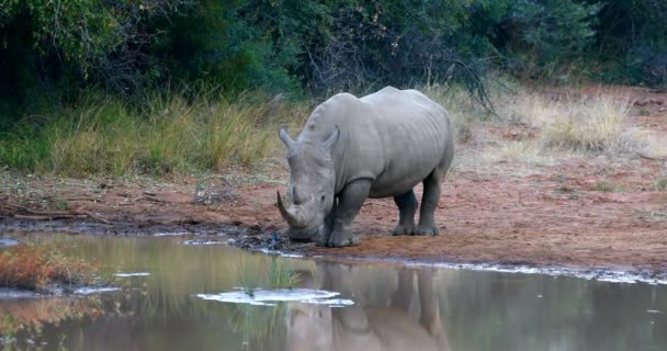 Rinoceronte Blanco Abrevadero Del Parque Nacional Pilanesberg Reserva Caza Sudáfrica — Vídeos de Stock