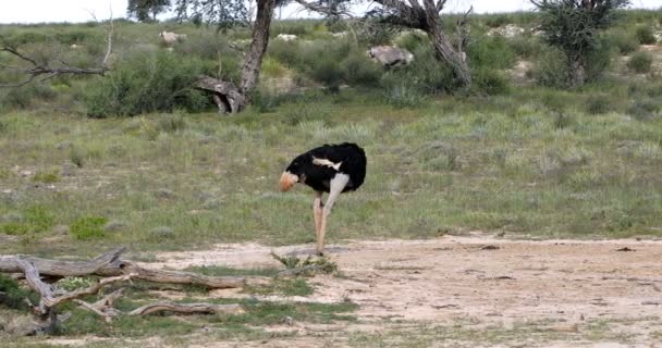Stor Fågel Struts Struthio Camelus Gröna Kalahari Efter Regnperioden Viltsafari — Stockvideo