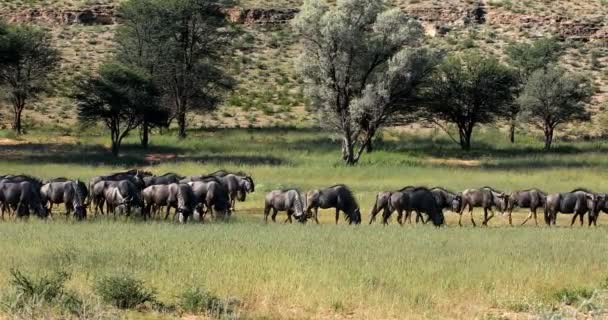 成群的野生蓝色角羚 Gnu 在卡拉哈里 在雨季后的绿色沙漠 卡拉哈迪越界公园 南非野生动物园 — 图库视频影像