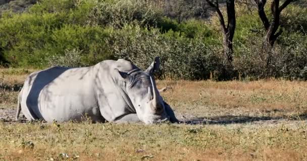 Αναπαύεται Λευκός Ρινόκερος Υπό Ακακίας Δέντρο Στη Χάμα Rhino Ιερό — Αρχείο Βίντεο