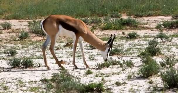 Springbok Grazing Kalahari Green Desert Rain Season Kgalagadi Transfrontier Park — Stock Video