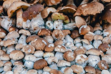 Doğal kökenli bir yığın ormanında toplanan taze mantar (Boletus Mantarı).