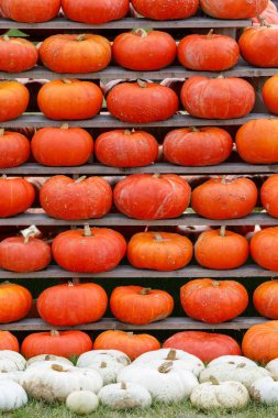 sonbaharda hasat pumpkins, Cadılar Bayramı tatil kavramı arka plan arka plan.