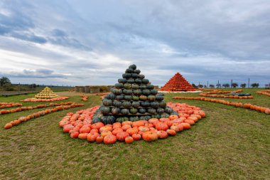 renk çeşitleri ile eğlenmek için düzenlenen sonbahar hasat kabak dan piramit. Cadılar Bayramı tatil kavramı kabak dünya üzerinde.