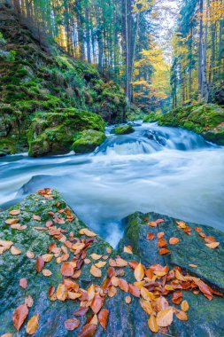 Vahşi dağ nehir Doubrava Çek Cumhuriyeti Valley güzel sonbahar sonbahar renkleri. Güzel manzara.