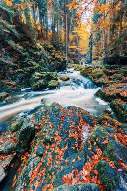 Vahşi dağ nehir Doubrava Çek Cumhuriyeti Valley güzel sonbahar sonbahar renkleri. Güzel manzara.