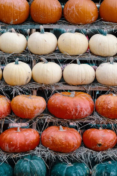 Background Autumn Harvested Pumpkins Halloween Holiday Concept Background — Stock Photo, Image