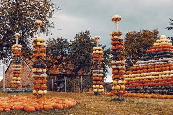 Piramis Őszi Betakarított Sütőtök Elintézte Móka Színes Változatok Halloween Tök — Stock Fotó