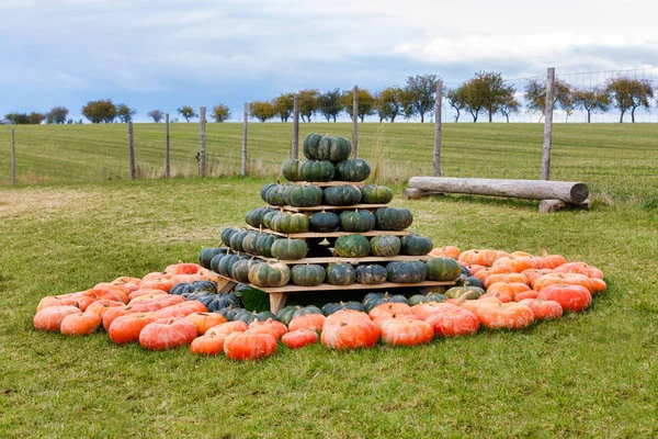 Piramis Őszi Betakarított Sütőtök Elintézte Móka Színes Változatok Halloween Tök — Stock Fotó