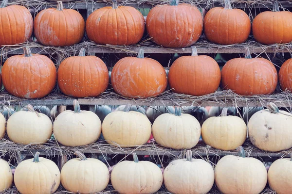 Őszi Betakarított Tök Halloween Ünnep Koncepció Háttér Háttér — Stock Fotó