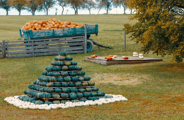 カラー バリエーションを楽しみのために配置秋の収穫されたカボチャからピラミッドします カボチャの世界にハロウィーンの休日コンセプト — ストック写真
